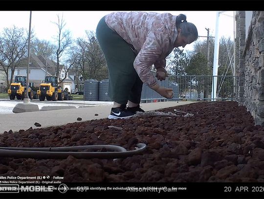 Policja poszukuje kobiety, która zabrała jaja gęsi w Niles (WIDEO)