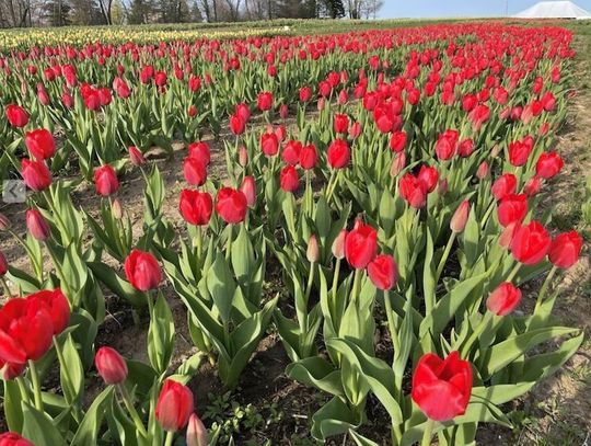 Ponad milion tulipanów na farmie na przedmieściach na Dzień Ziemi i Dzień Matki