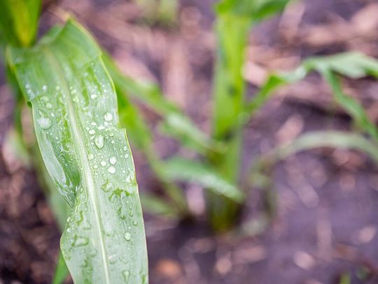 „Pot kukurydziany” potęguje falę upałów w Illinois. Rolnicze zjawisko zwiększa wilgotność i temperatury
