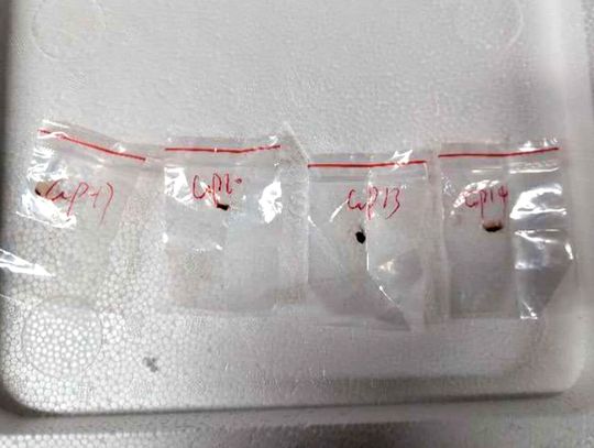 Prokuratura: para Chińczyków oskarżona o przemyt grzyba, potencjalnej broni biologicznej