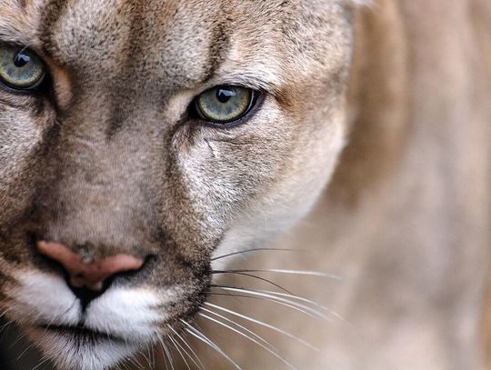 Puma widziana w Illinois, służby zalecają ostrożność