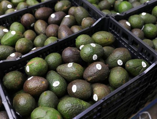 Rekordowy eksport meksykańskiego awokado do USA dzięki Super Bowl, wzbogacą się też kartele