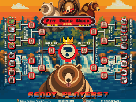 Rozpoczęły się wybory najgrubszego niedźwiedzia alaskańskiego parku narodowego