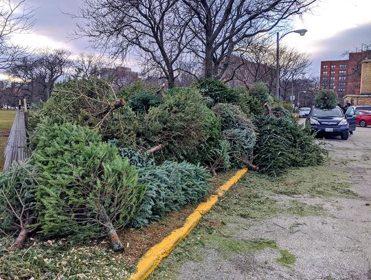 Rusza program recyklingu choinek, popsutych światełek Rusza program recyklingu choinek, popsutych światełek