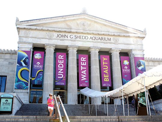 Shedd Aquarium otwiera się dla zwiedzających