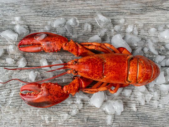 Skradziono transport homarów w drodze do Costco w Illinois i Minnesocie Skradziono transport homarów w drodze do Costco w Illinois i Minnesocie