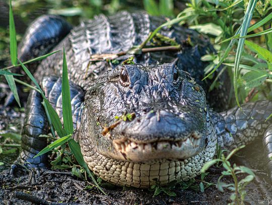 Strażnicy Everglades