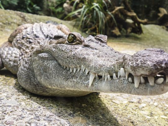 Na Florydzie aligator zabił 85-letnią kobietę