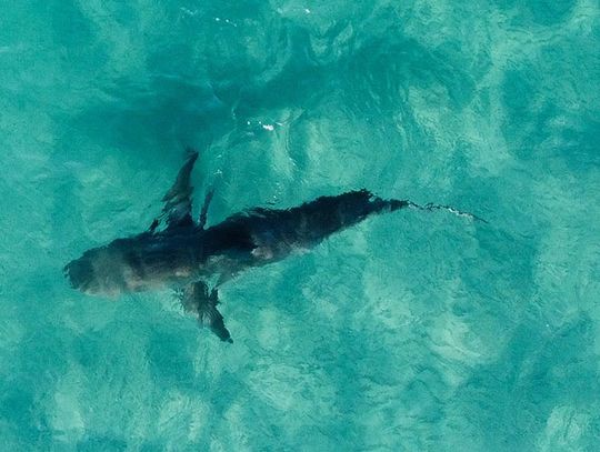 Surfer zaatakowany przez rekina u wybrzeży Honolulu