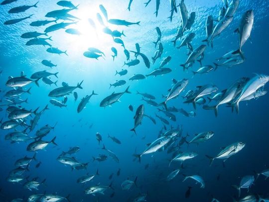 Światowy Dzień Oceanów: jedna trzecia populacji ryb na świecie zagrożona przełowieniem