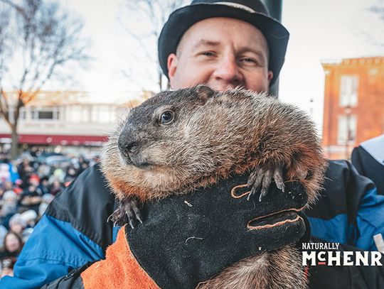 Świstak Punxsutawney Phil i Willie z Woodstock zwiastują rychłe nadejście wiosny (WIDEO)