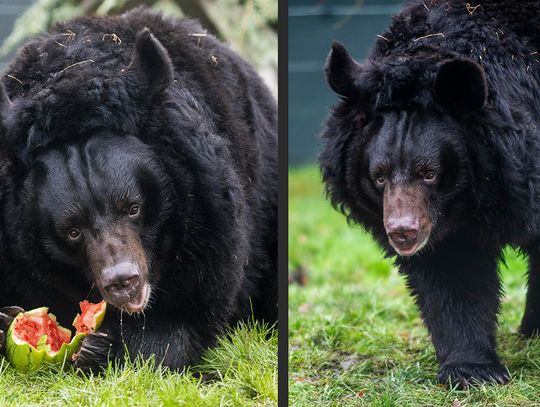 Szkocja. Zoo w okolicach Edynburga przygarnęło niedźwiedzia, który przetrwał wojnę na Ukrainie