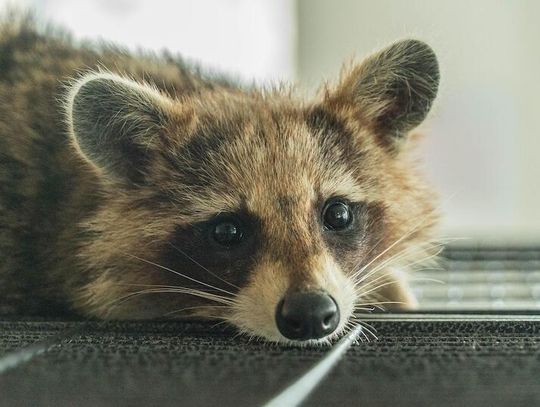 Szop spadł z sufitu i ugryzł gościa w Grand Geneva Resort