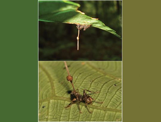 Tajlandzkie mrówki zombie