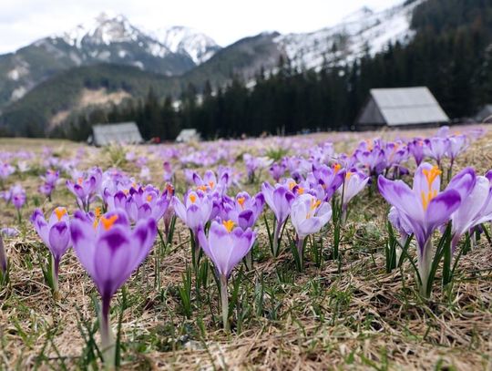 Tatry. Podczas Świąt Wielkanocnych sezon krokusowy w pełni