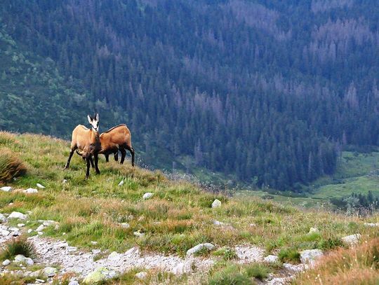 Tatry. Rozpoczęło się liczenie kozic