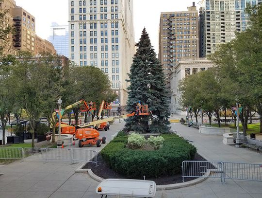 Tegoroczna oficjalna choinka Chicago już stoi w Millennium Park (ZDJĘCIA)