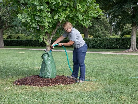 The Morton Arboretum advice on watering trees, plants during drought