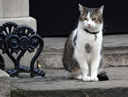 W. Brytania. Cameron odchodzi z Downing Street; kot Larry pozostaje (ZDJĘCIA)