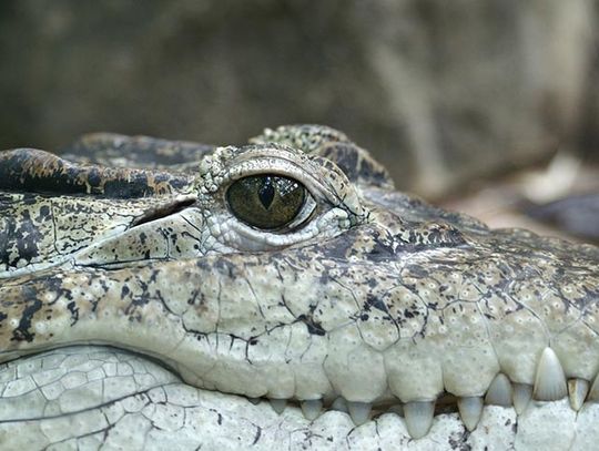 W Karolinie Południowej aligator zabił kobietę, która wyszła na spacer z psem