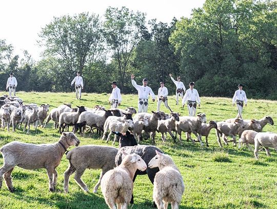 W pogoni za kolorem, dobrym światłem i… owcami