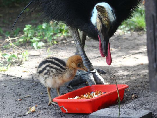 Warszawa. W zoo wykluł się kazuar hełmiasty