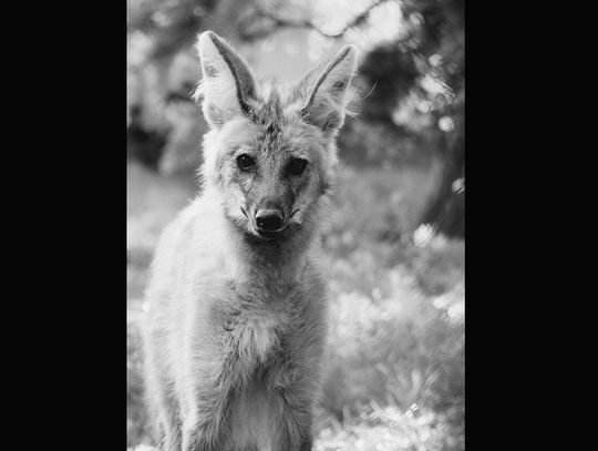 Warszawa. Zoo pożegnało Tinę, samicę wilka grzywiastego