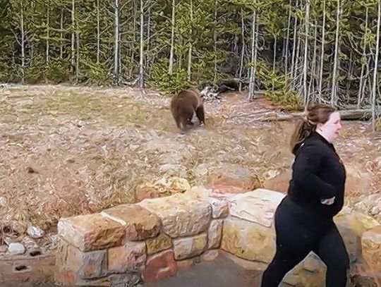 Więzienie dla mieszkanki Carol Stream za zaczepianie niedźwiedzia grizzly