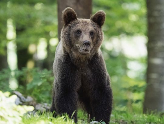 Włochy. Niedźwiedź przed lokalem wyborczym w Trydencie