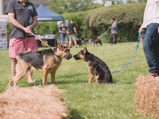 Woof Fest czyli rodzinny piknik z psem