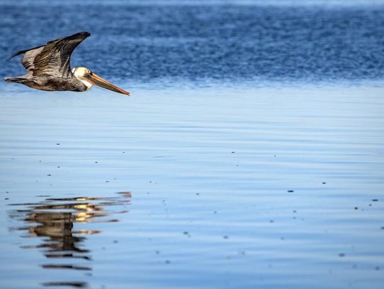 Wyciek ropy w Zatoce Meksykańskiej; martwe żółwie, delfiny i manaty