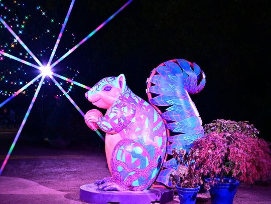 Zaczarowana magia drzew: Illumination w Morton Arboretum w Lisle Zaczarowana magia drzew: Illumination w Morton Arboretum w Lisle