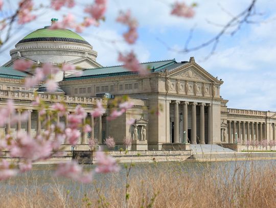 Zakwitły pierwsze wiśnie w chicagowskim Jackson Park Zakwitły pierwsze wiśnie w chicagowskim Jackson Park