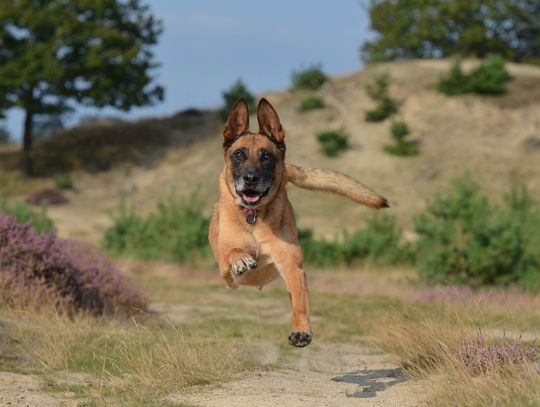 Zidentyfikowano najinteligentniejszą rasę psów - to owczarek belgijski malinois