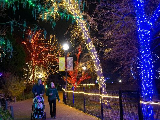 Złodzieje grasują wokół aut przy Lincoln Park Zoo Złodzieje grasują wokół aut przy Lincoln Park Zoo