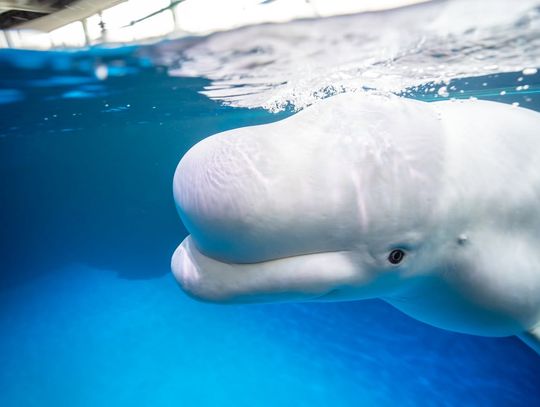 Zmarły trzy z dziesięciu uratowanych wielorybów w Shedd Aquarium