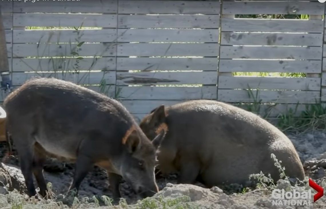 Ameryce grozi inwazja „superświń” z Kanady (WIDEO)