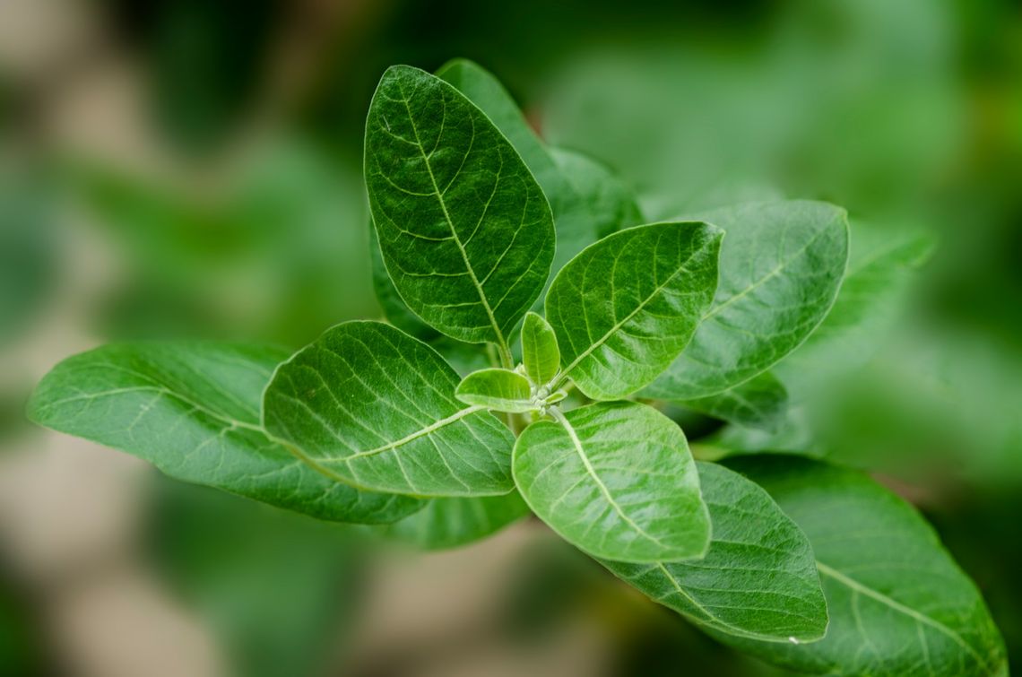 Ashwagandha – naturalna moc w walce ze stresem dzięki Essensey Ashwagandha Forte