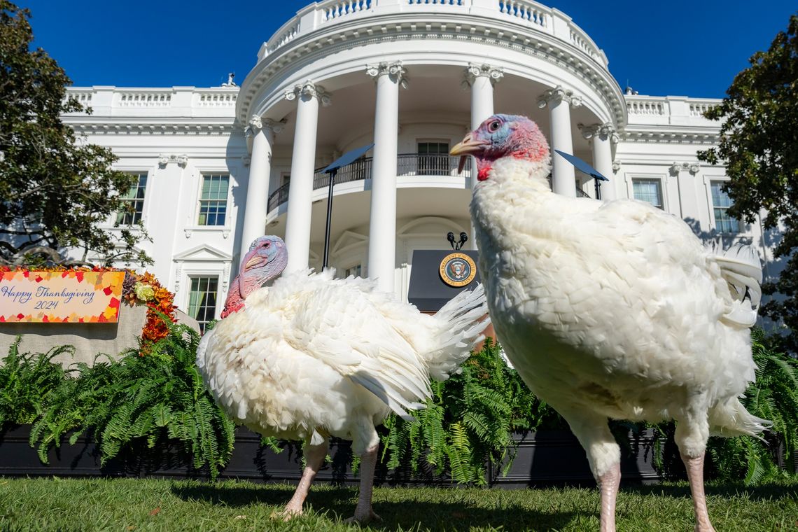 Biden oficjalnie "ułaskawił" indyki przed Świętem Dziękczynienia