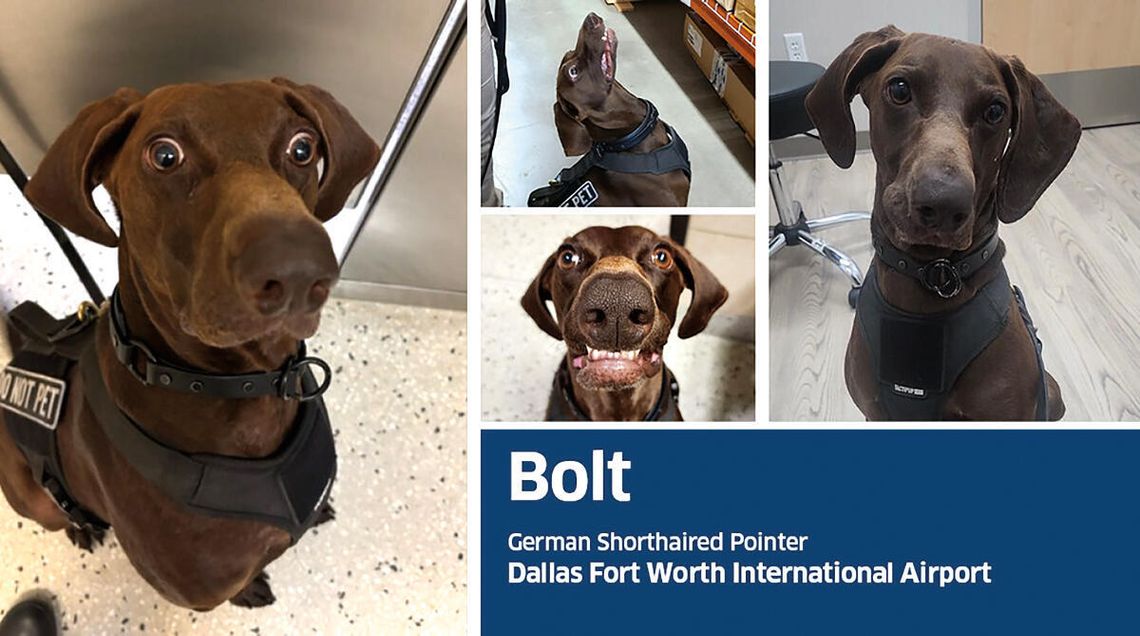 Bolt ma nosa do kariery