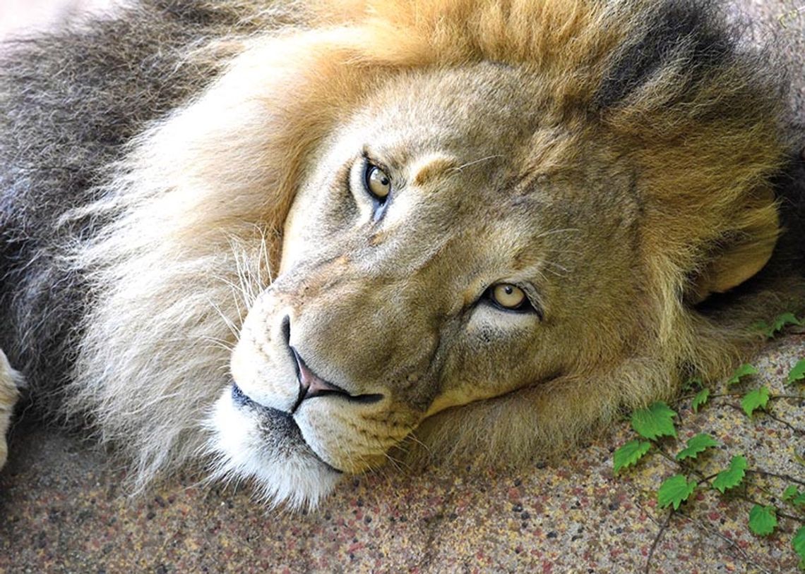 Brookfield Zoo szczepi zwierzęta przeciw COVID-19