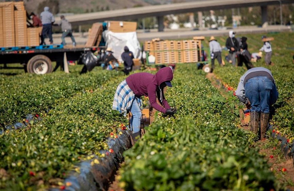Census: w ostatnich siedmiu miesiącach rynek pracy skurczył się o 1,2 mln imigrantów