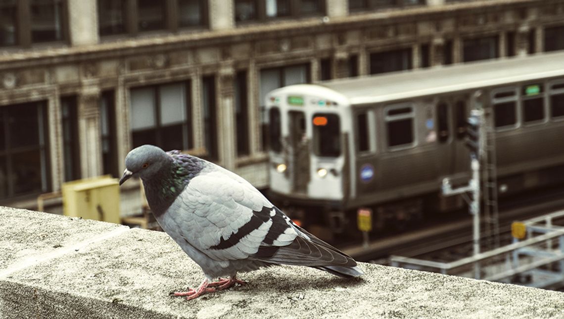 Chicago i dwa przedmieścia brudne, ale nie najbrudniejsze