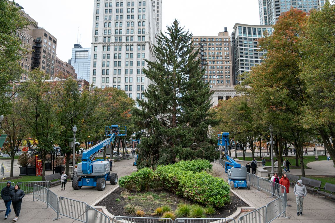 Chicagowska choinka miejska już na miejscu Chicagowska choinka miejska już na miejscu