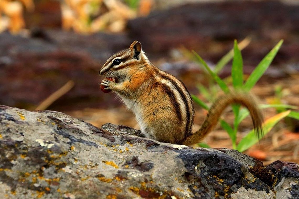 Co zrobić z pręgowcem amerykańskim (chipmunk)