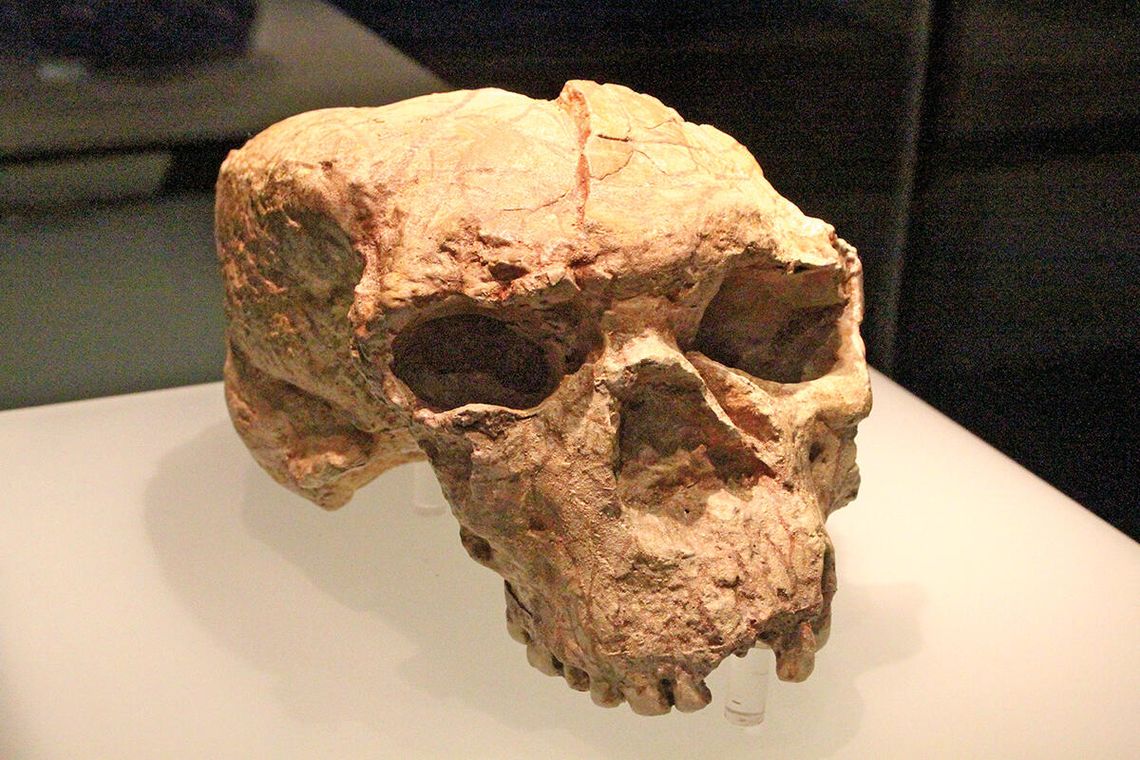 Czaszka stara jak świat