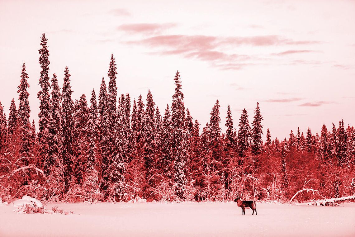 Czerwony alarm na białej północy