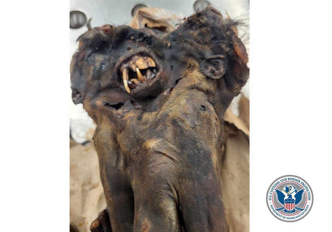 Martwa małpa i 125 funtów nielegalnej wołowiny w bagażach na O’Hare