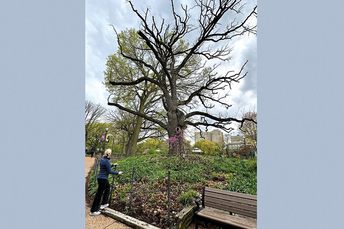 Dąb starszy niż Chicago w Lincoln Park Zoo ma zostać usunięty