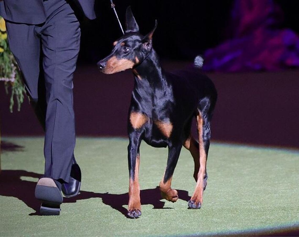 Doberman triumfuje w 150. Westminster Kennel Club Dog Show